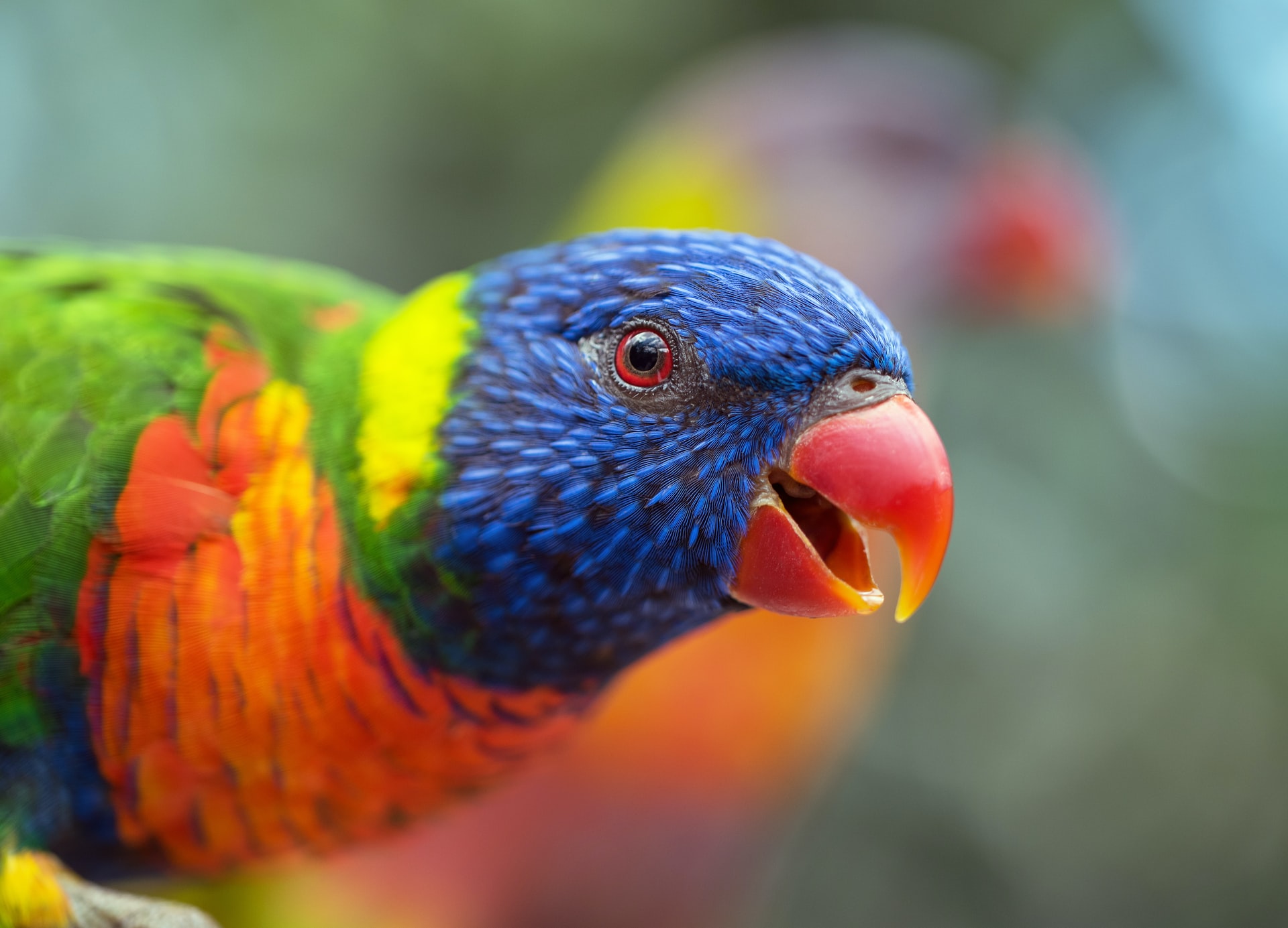 Solutions to behavioural problems in Parrots