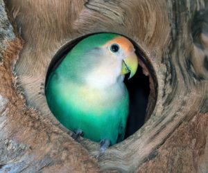 The importance of parrot hideways