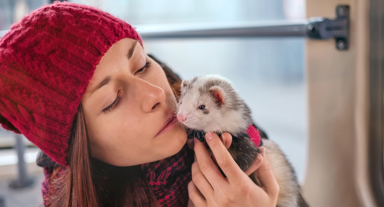 What Are Foods That Ferrets Can Eat