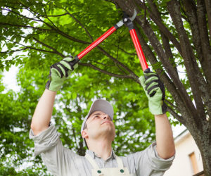 The Benefits Of Tree Pruning