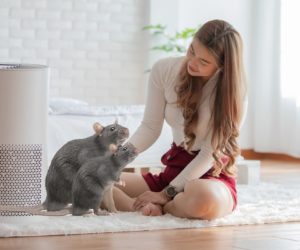 Air Purifiers for Your Pet Rats